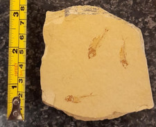 Estimated 100-120 million yrs old Double sided fish fossil set in stone