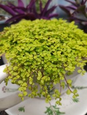 3x Soleirolia soleirolii