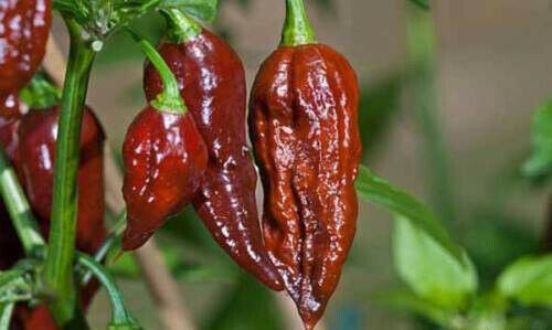 Bhut jolokia chocolate - bhut, 25