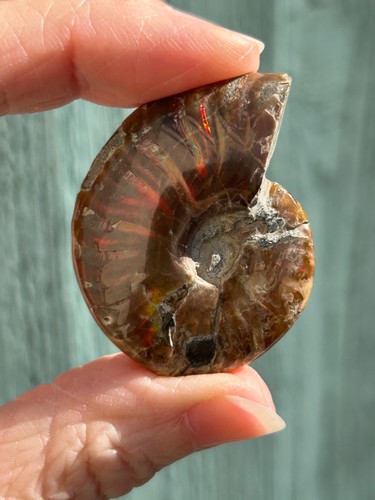Ammonite fossil - ammonite, (10)