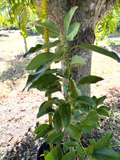 GRAFTED NESBITT AVOCADO TREE
