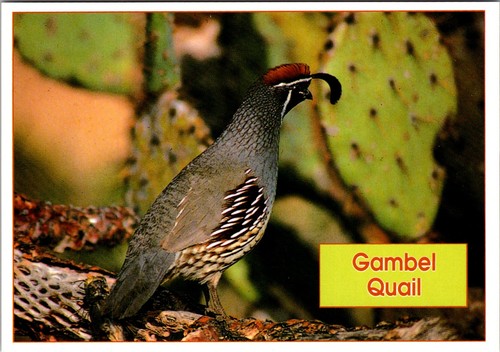 Gambel quail highly prized - quail,