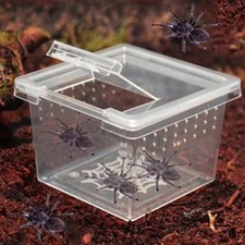 Tarantulas breeding living - tarantulas,