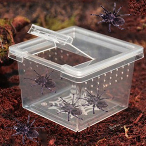 Tarantulas breeding living - breeding,
