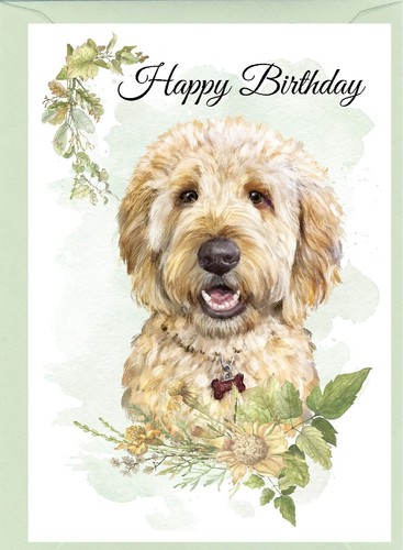 Golden doodle labradoodle - golden, /