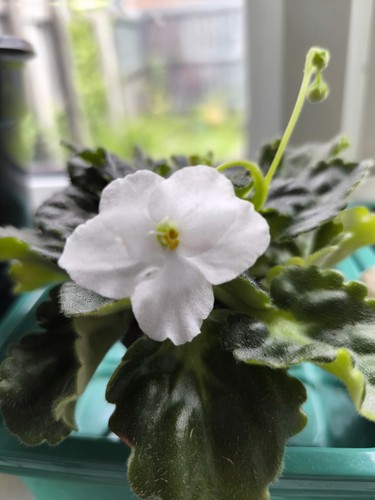 Blooming white african violet - white,