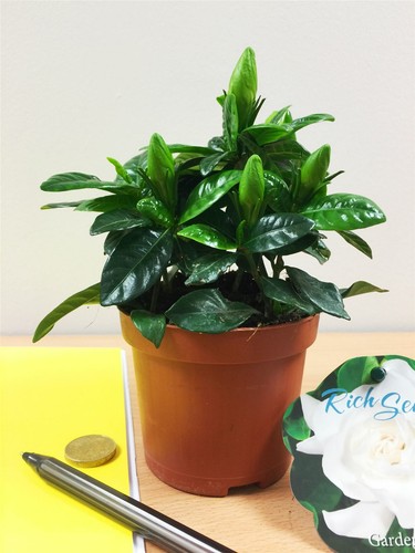 Scented fragrance gardenia - scented,