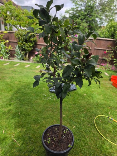 Lemon large mature plant - large,