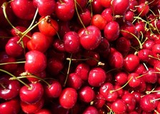 Stella Cherry Fruit Tree 4-5ft
