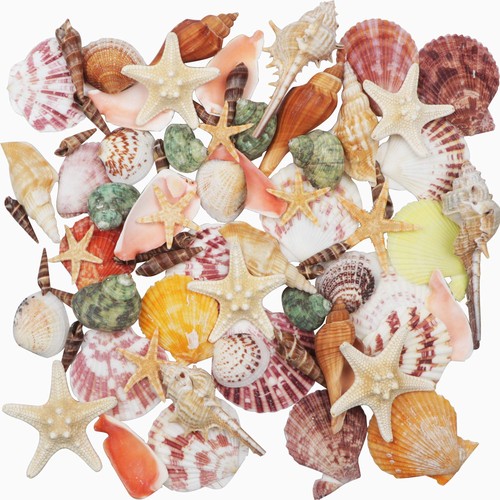 Sea shells mixed beach - sea,