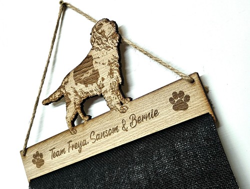 Springer spaniel dog - spaniel,
