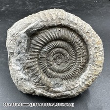 Dactylioceras commune ammonite