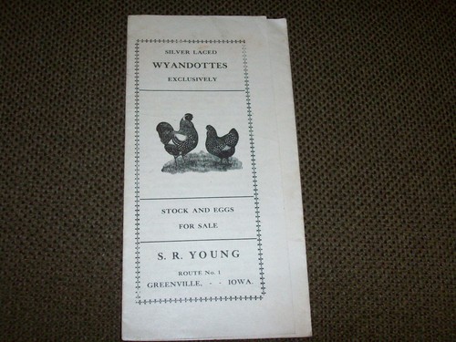 1908 silver laced wyandotte - silver,
