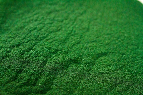 Spirulina powder fish food - powder,