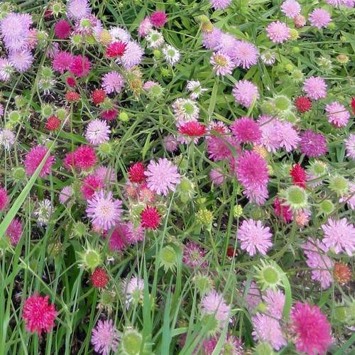 Scabious pin cushion knautia - scabious,