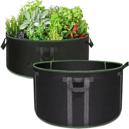 Gallon large plant - 50,
