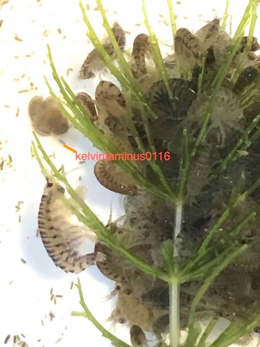 Live food freshwater scuds - live,