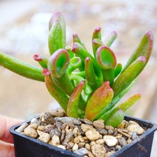 Crassula ovata gollum - ovata, 8cm