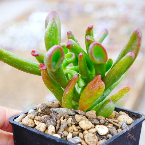 Crassula ovata gollum 8cm - crassula,