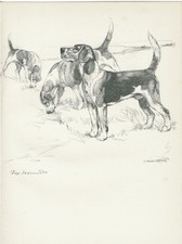 FOXHOUND DOGS VINTAGE 1938 DOG