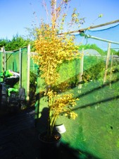 9ft-10ft inc. pot 25litre