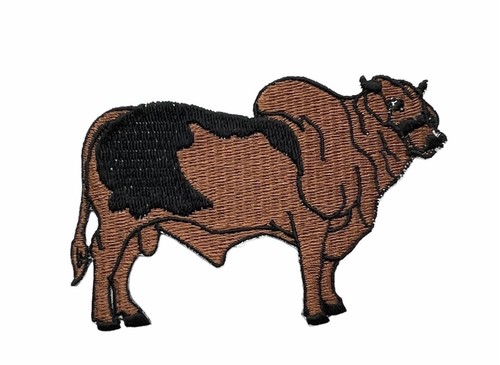 Brahma bull brown black - brown,