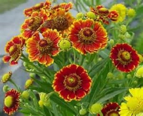 Helenium autumnale seeds - autumnale,