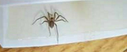 Spider trap sticky - trap, a5