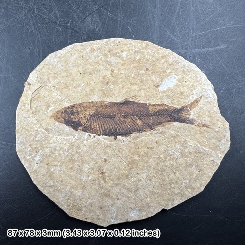Eocene fossil fish - fish, matrix