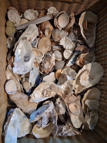 Mixed sizes species - mixed,