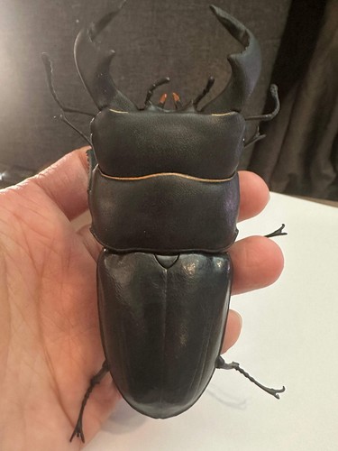 Dorcus bucephalus headed - bucephalus, ox-headed