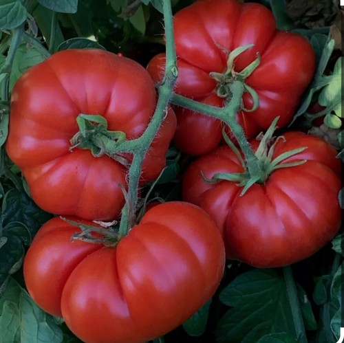 Tomato beef plug plants - beef,