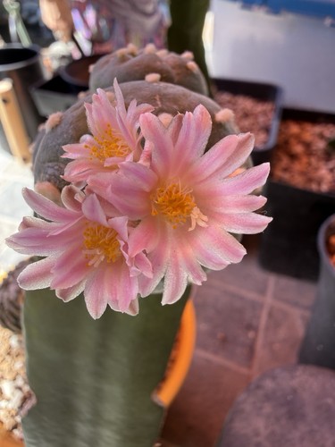 Rare huge 5cm grafted - rare,