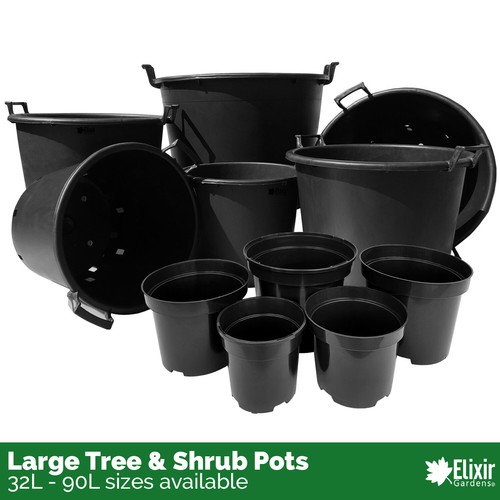 Large plant pot tree shrub - plant,