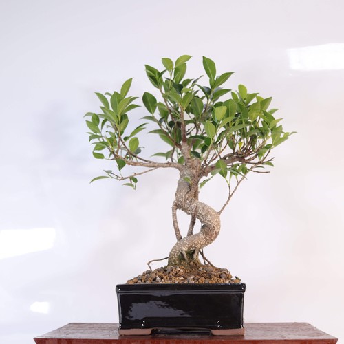 Ficus microcarpa - microcarpa, (banyan