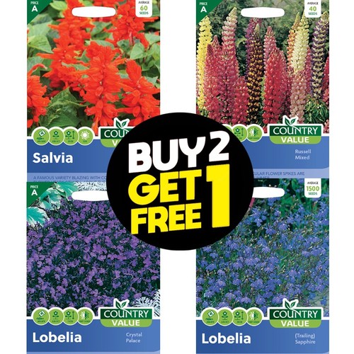 Flower seeds aster - flower,