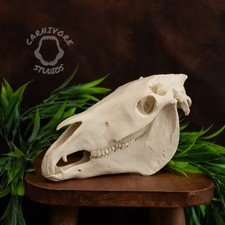 3D Printed Horse Skull - 60%