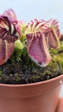 2020 Cephalotus Folliculari Seedling - UNIQUE SPECIMEN - PINK GIANT #1