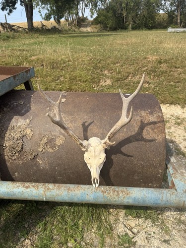 Large animal deer - deer, skull