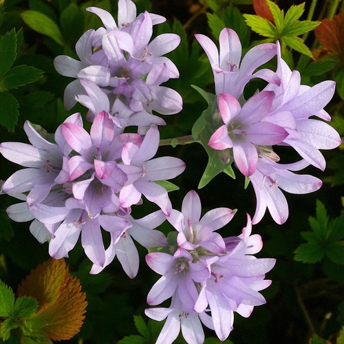 Campanula caroline pot - 3l,