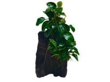 Natural decorative plant Anubias Hills by DennerlePlants about 24 cm high