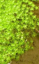 Aquarium or  Pond Starwort
