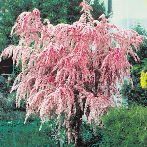 Tamarix tetrandra salt cedar - salt,