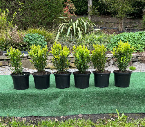Box buxus hedging plants - box/buxus,
