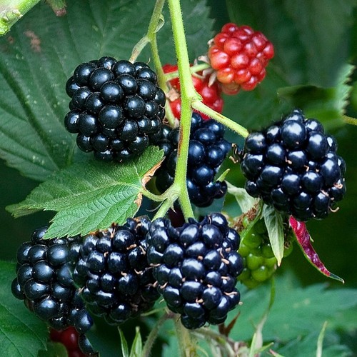 Blackberry fruit plant - plant, rubus