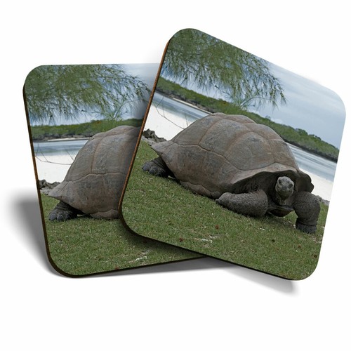 Coasters aldabra giant - x,
