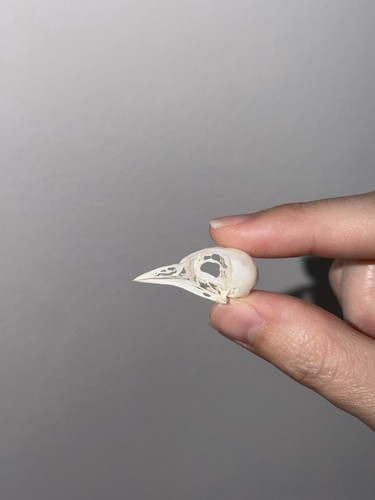 Robin skull complete taxidermy - robin,