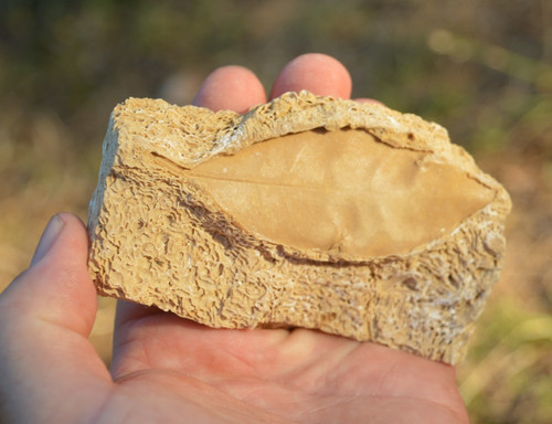 Amazing rare fossil - rare,