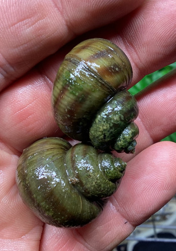 Large mystery snail asian - 2x,