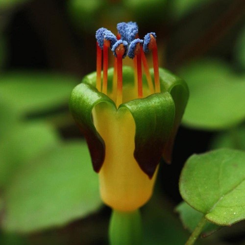 Fuchsia procumbens creeping - procumbens,